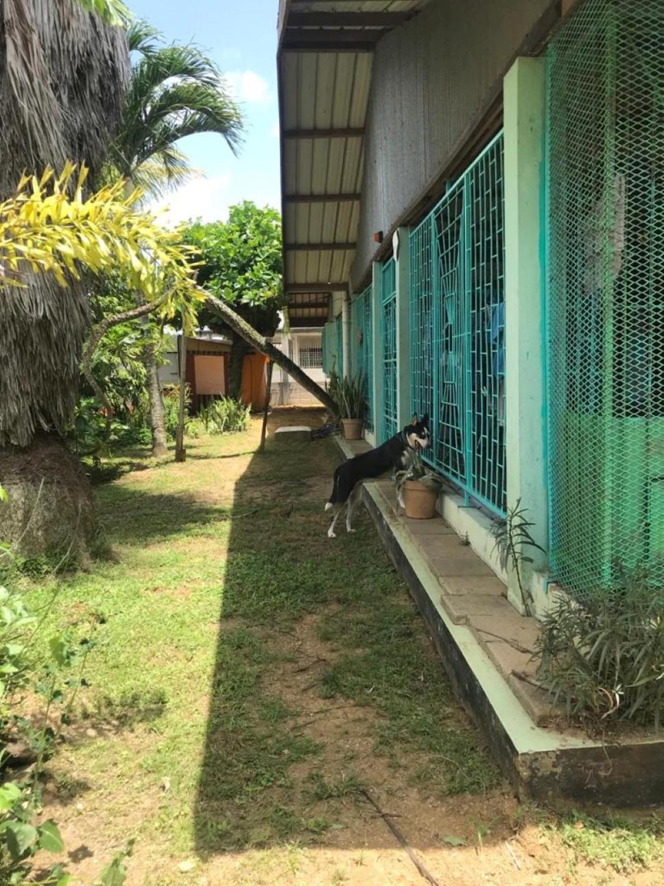 Unu Pikin Guesthouse Paramaribo Værelse billede